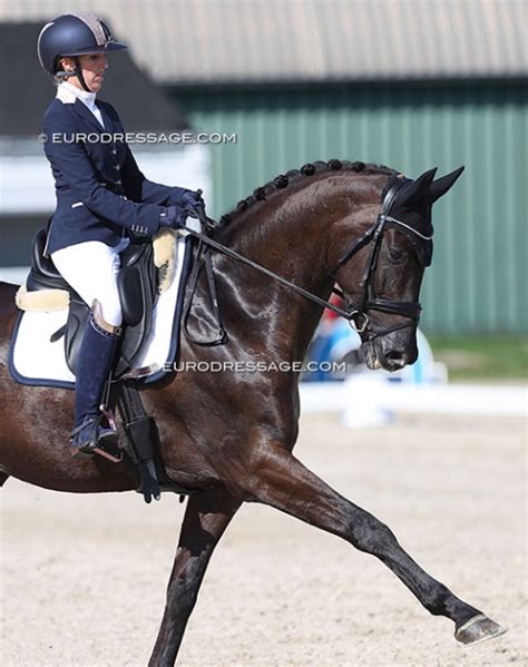 san dior hengst|San Diór: dressage horse, Pedigree .